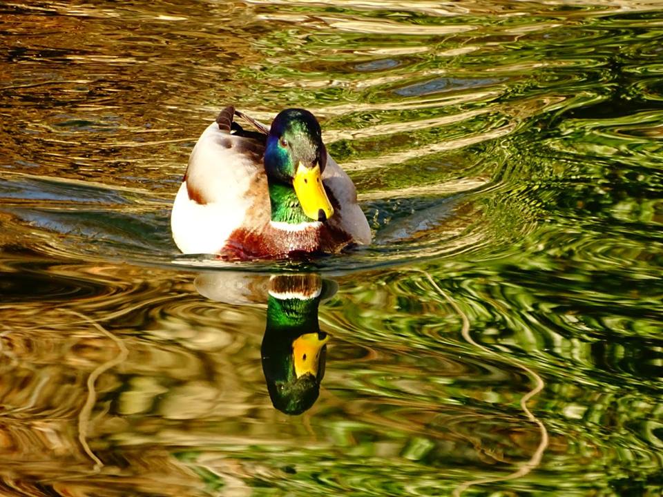 Maschio di Germano Reale ai laghi di Avigliana - Rossana Rege Volpe Ruffino